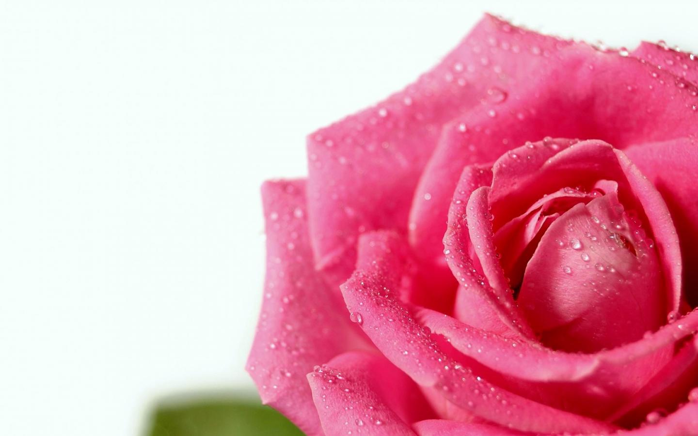 Dew drops on a scarlet rose 1440x900