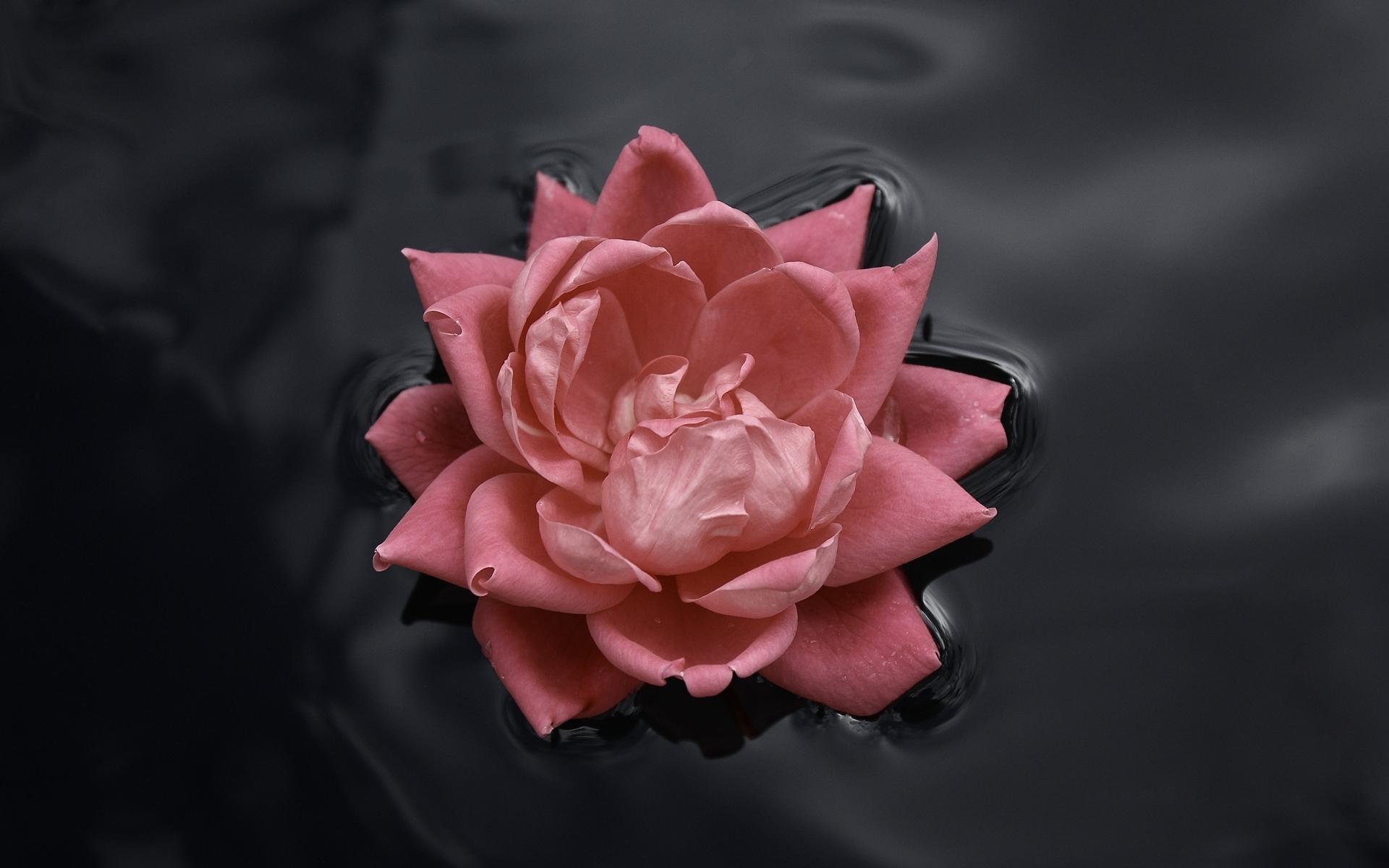 Роза, вода, контраст 1920x1200