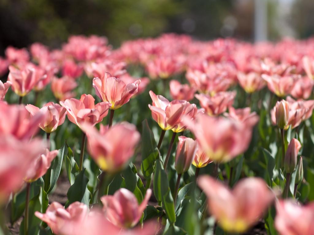 Природа, весна, цветы, тюльпаны, розовые, нежность, краски, размытость, листья, зелень 1024x768