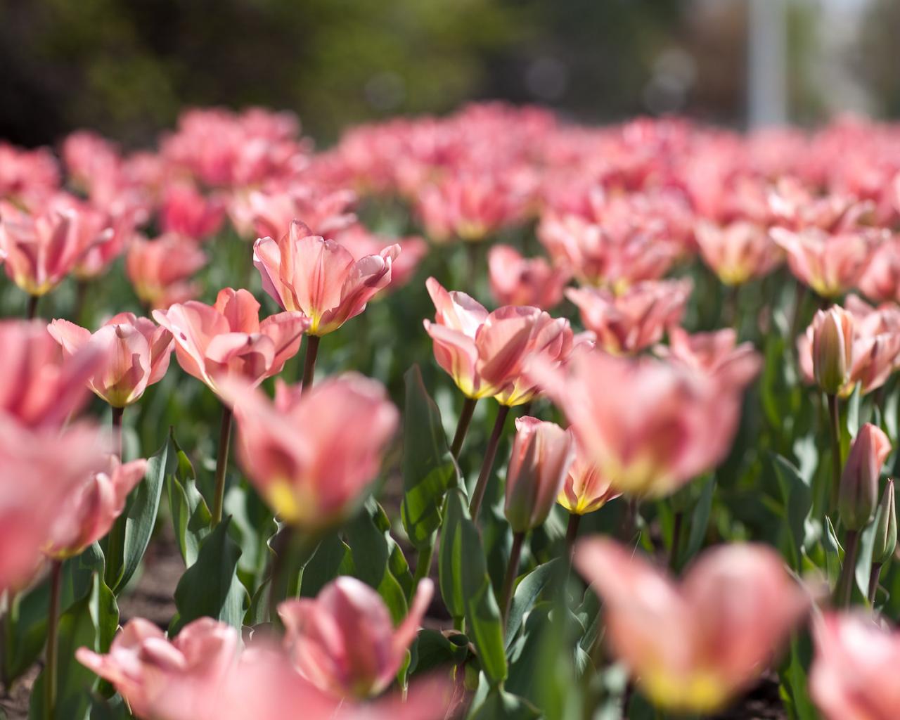 Природа, весна, цветы, тюльпаны, розовые, нежность, краски, размытость, листья, зелень 1280x1024
