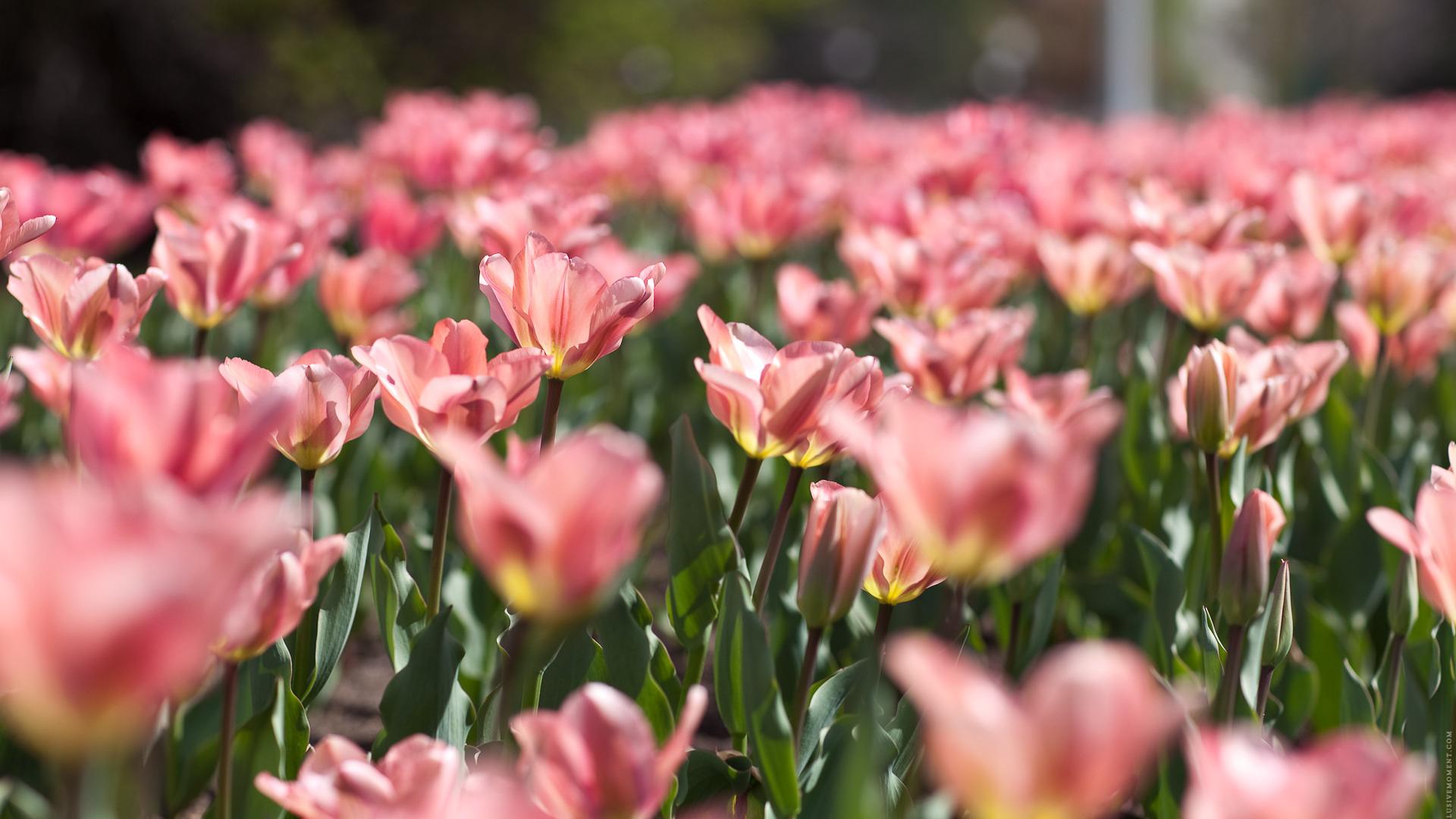 Природа, весна, цветы, тюльпаны, розовые, нежность, краски, размытость, листья, зелень 1920x1080
