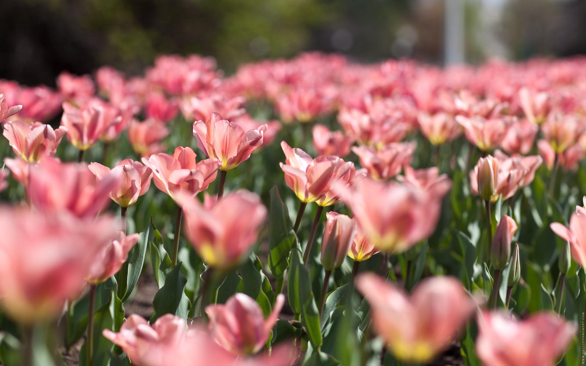 Природа, весна, цветы, тюльпаны, розовые, нежность, краски, размытость, листья, зелень 1920x1200