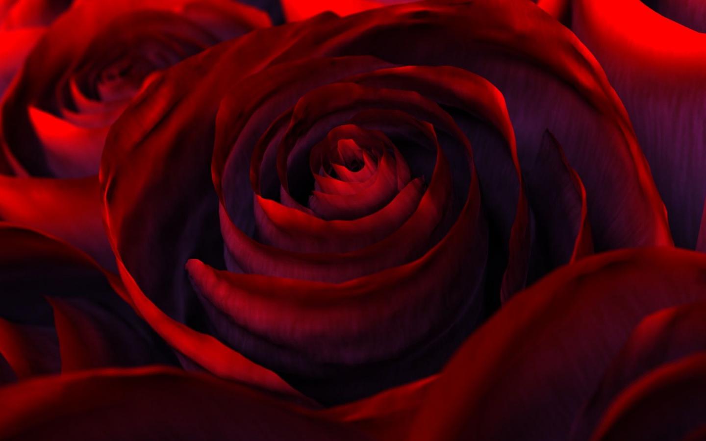 Воронка розы 1440x900