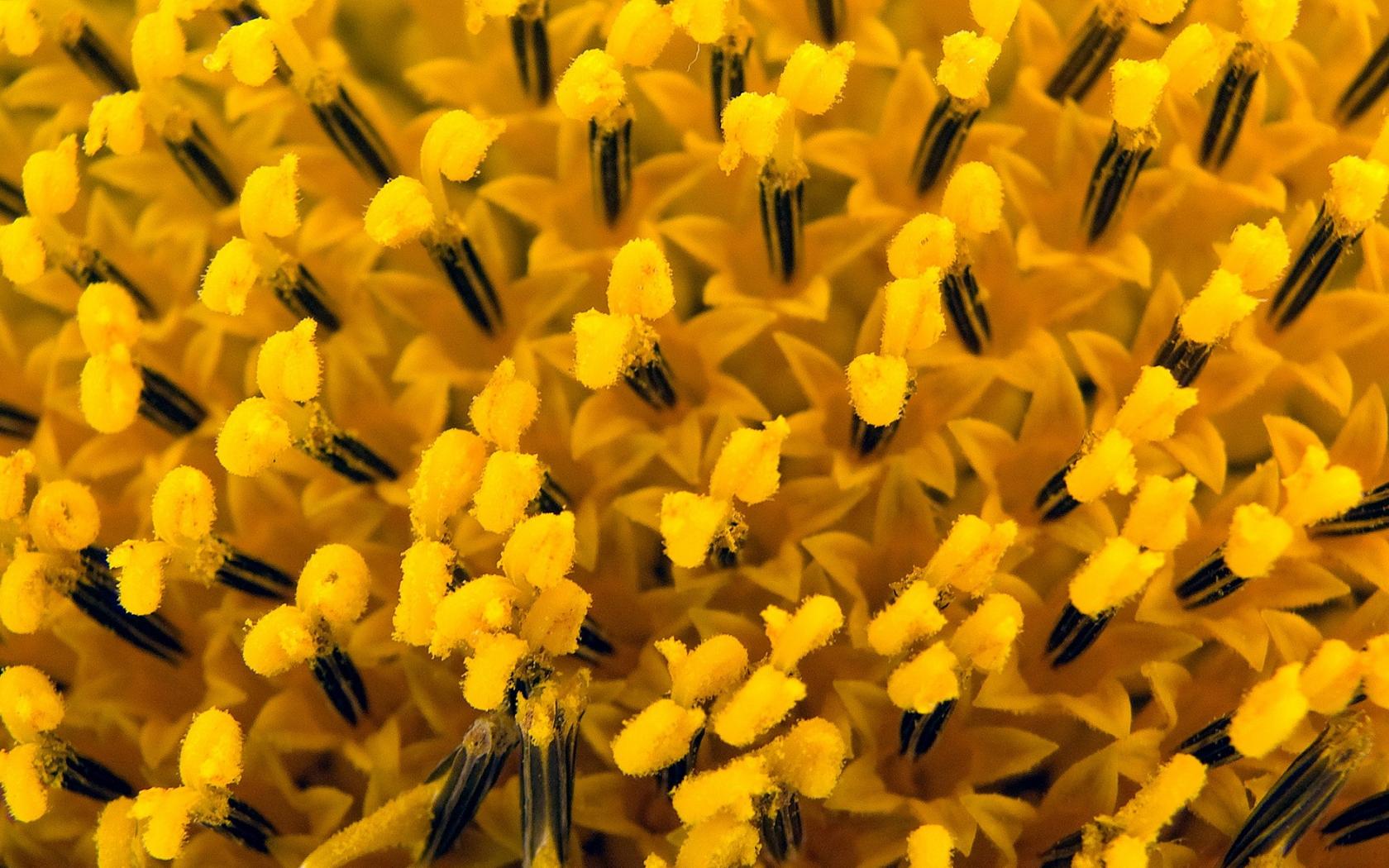 Сердцевина обои для рабочего стола, картинки, фото, 1680x1050.