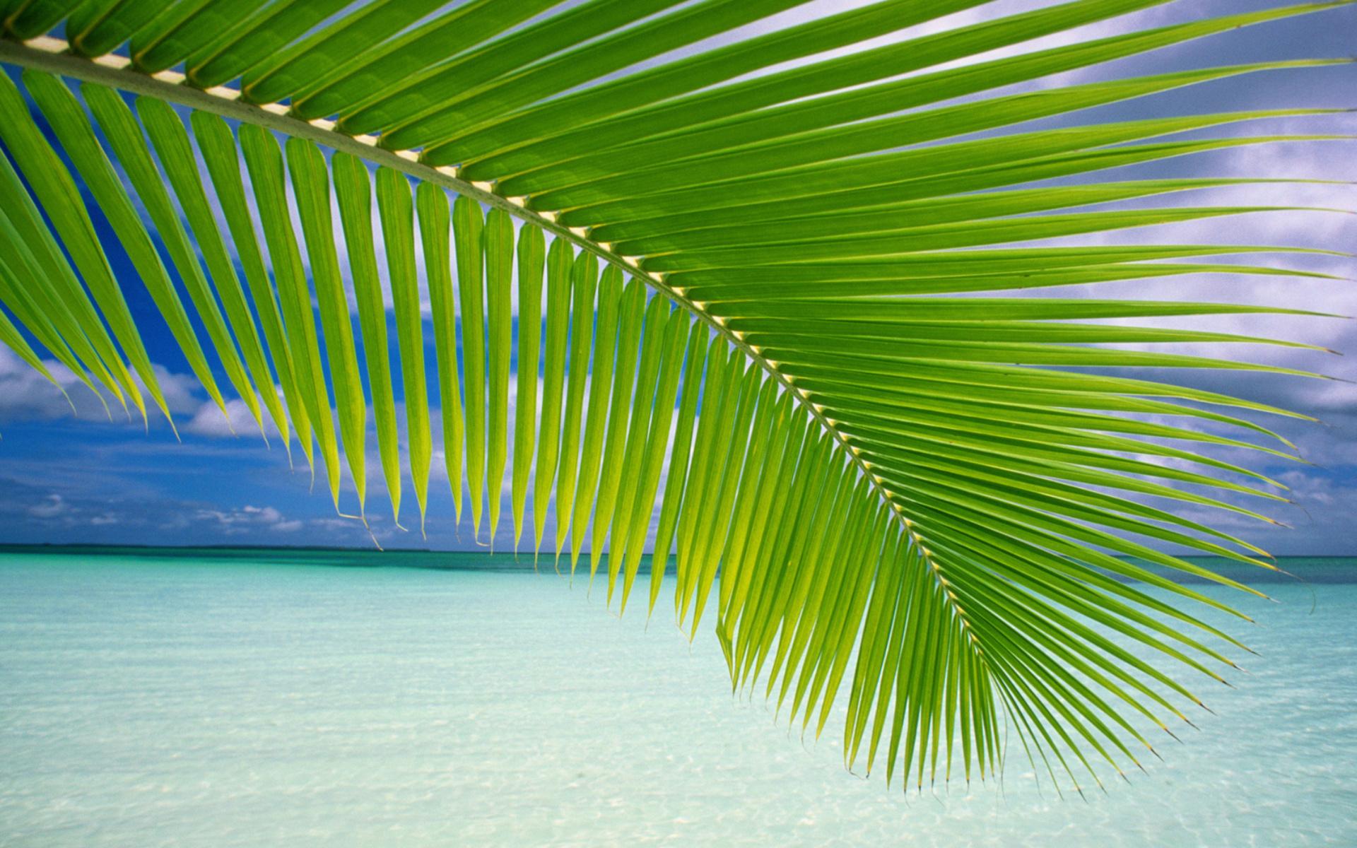 Остров, океан, пальма, листья, листья пальмы 1920x1200