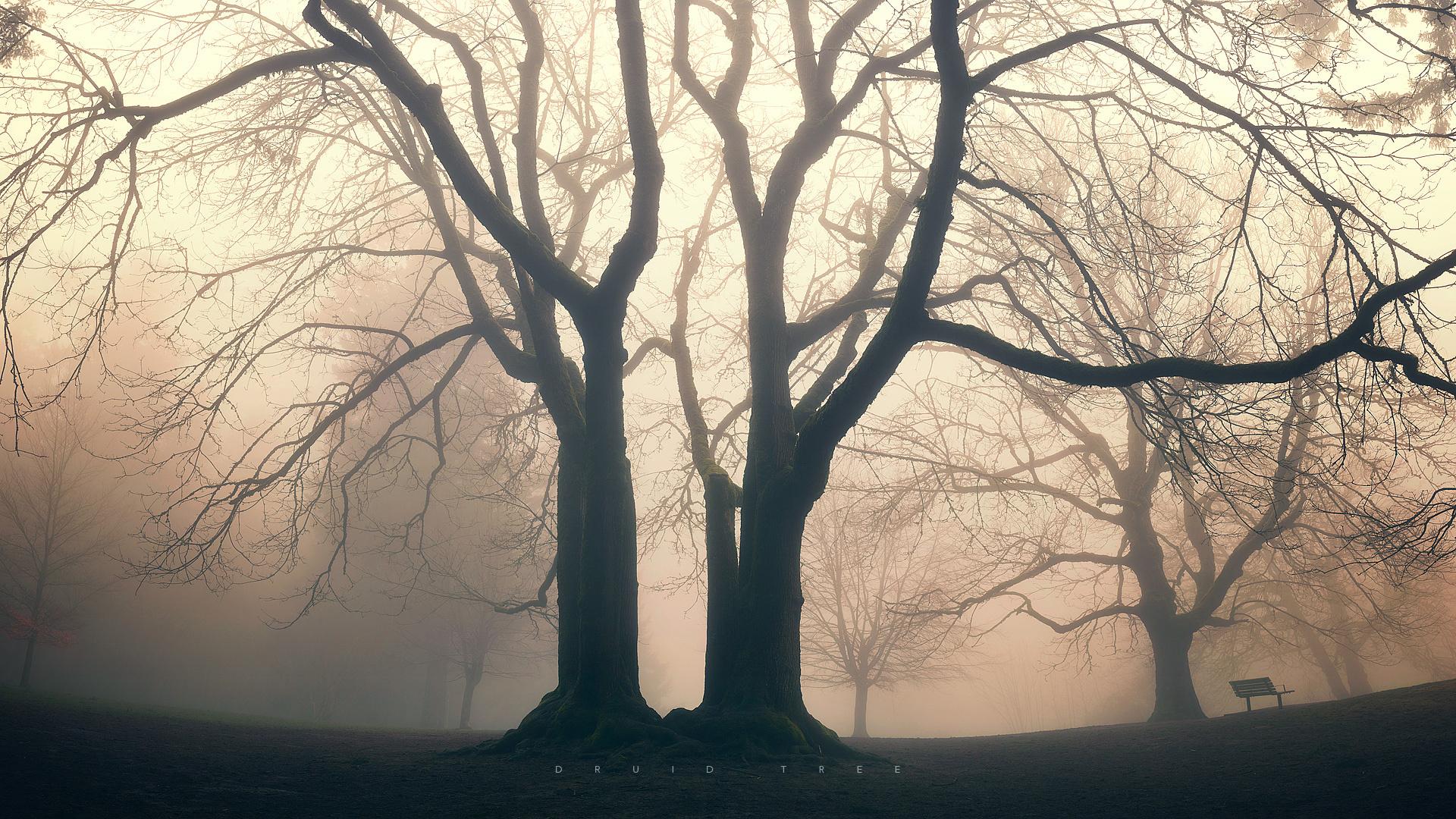 Дерево, сумерки, туман 1920x1080