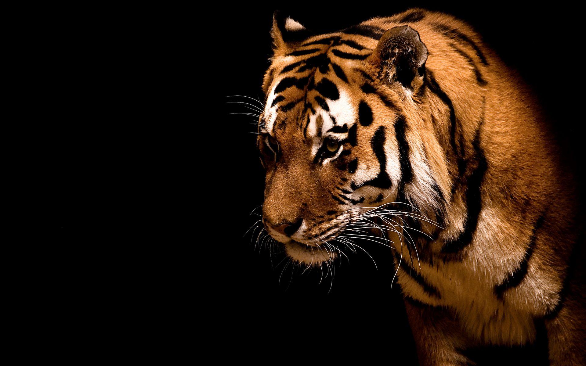 Тигр, дикие кошки, полоски, зверь, хищник 1920x1200