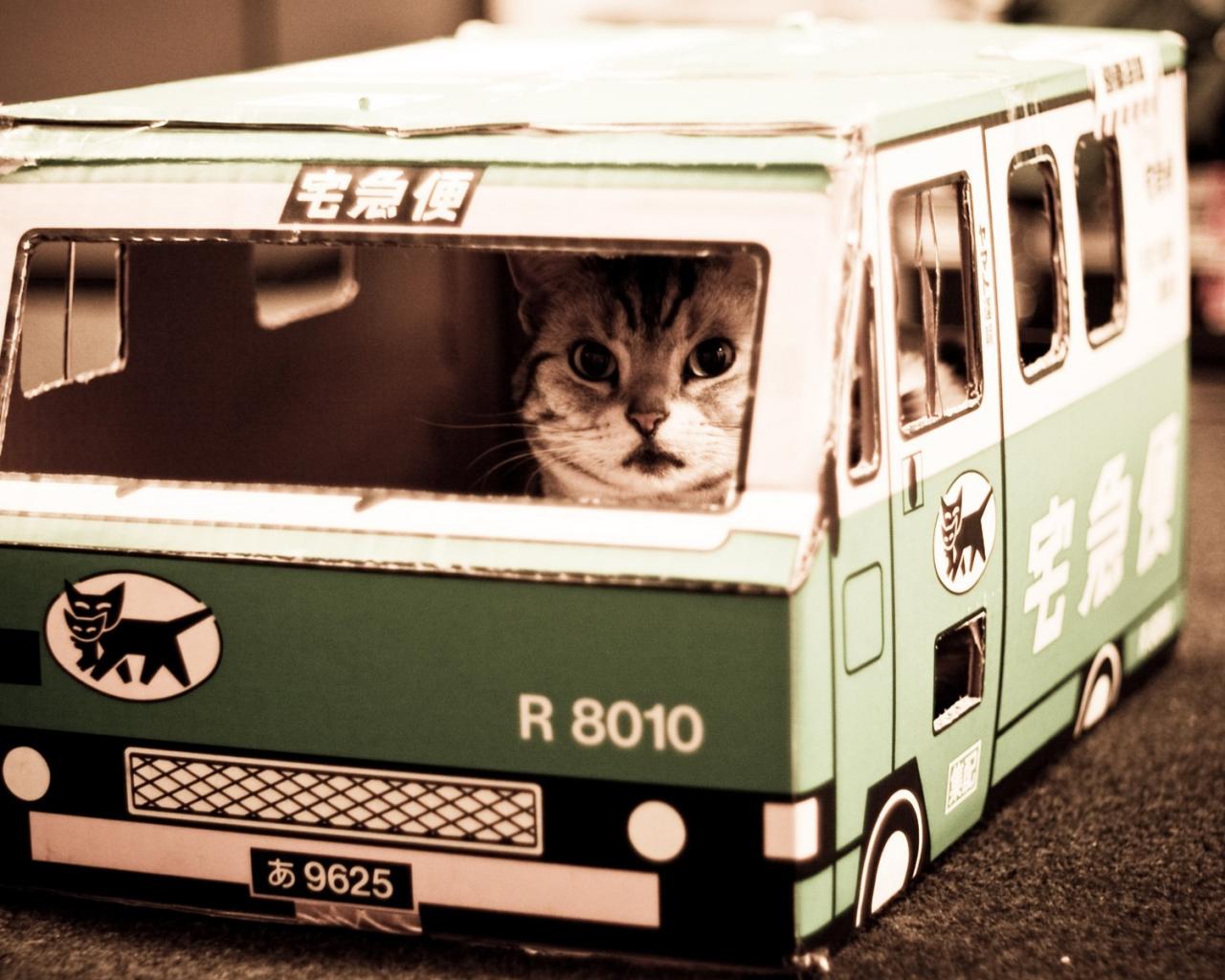 Кошачий автобус, котик 1280x1024