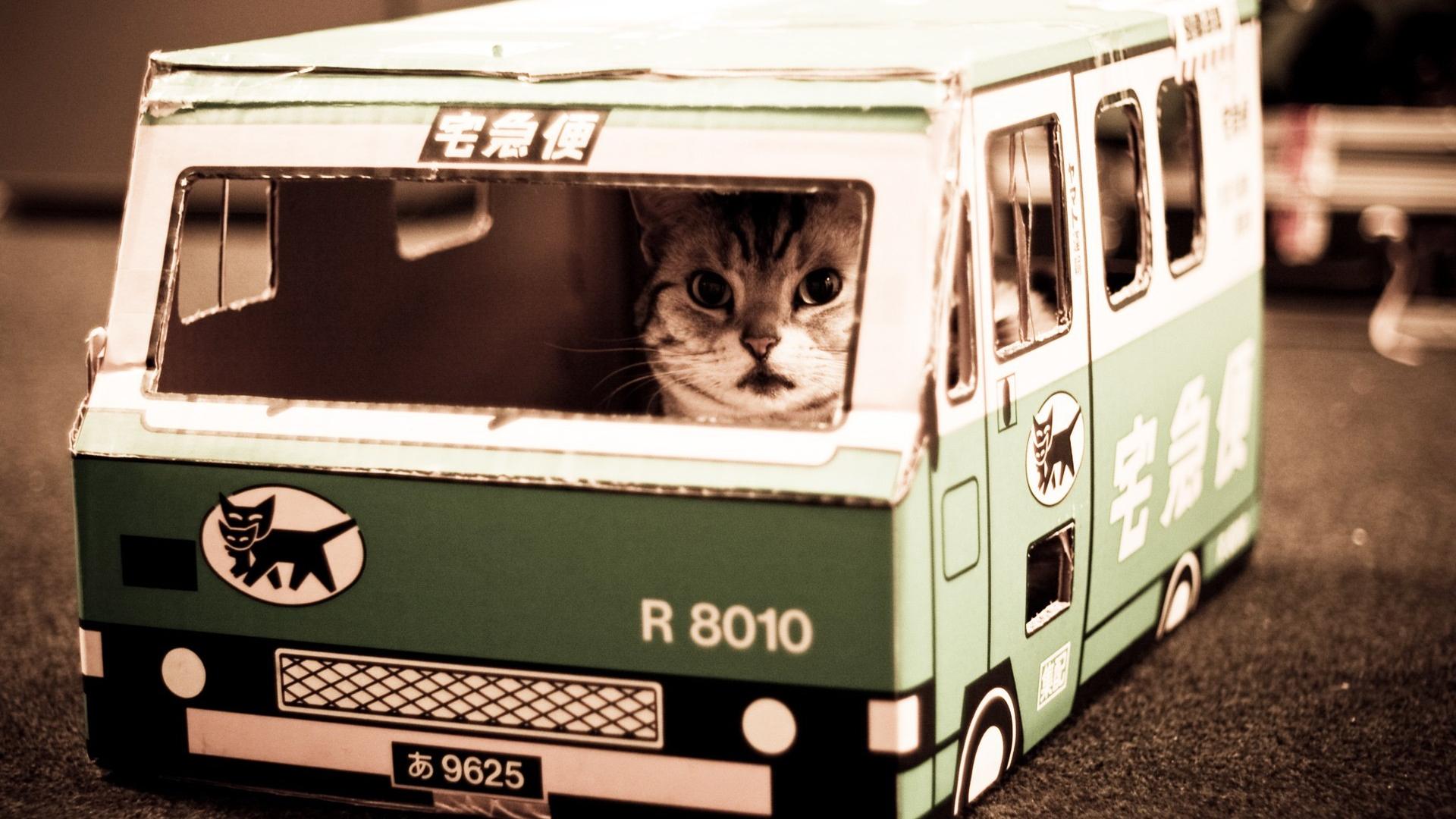 Кошачий автобус, котик 1920x1080