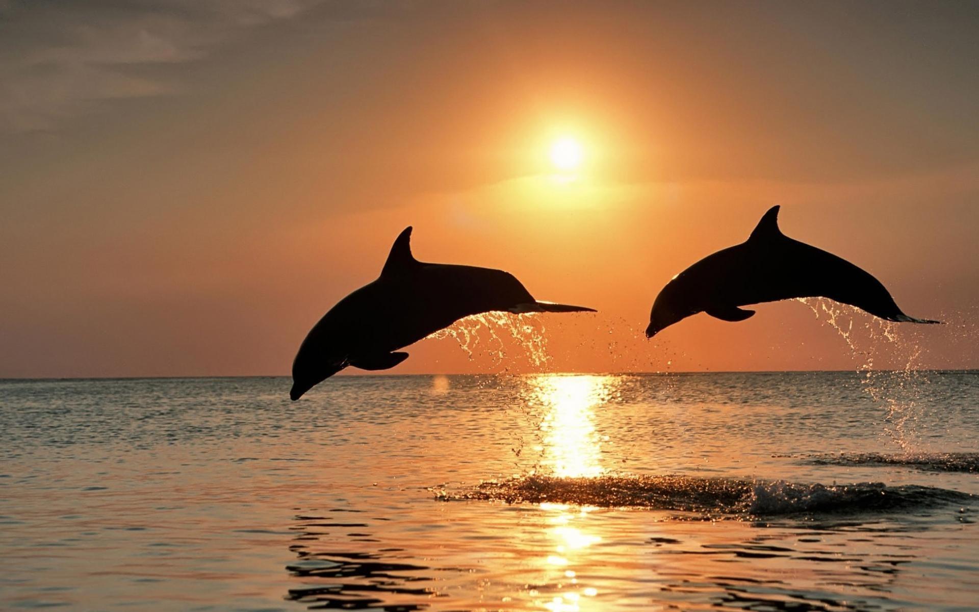 «Дельфины выпрыгивают из воды …» — картинка создана в Шедевруме