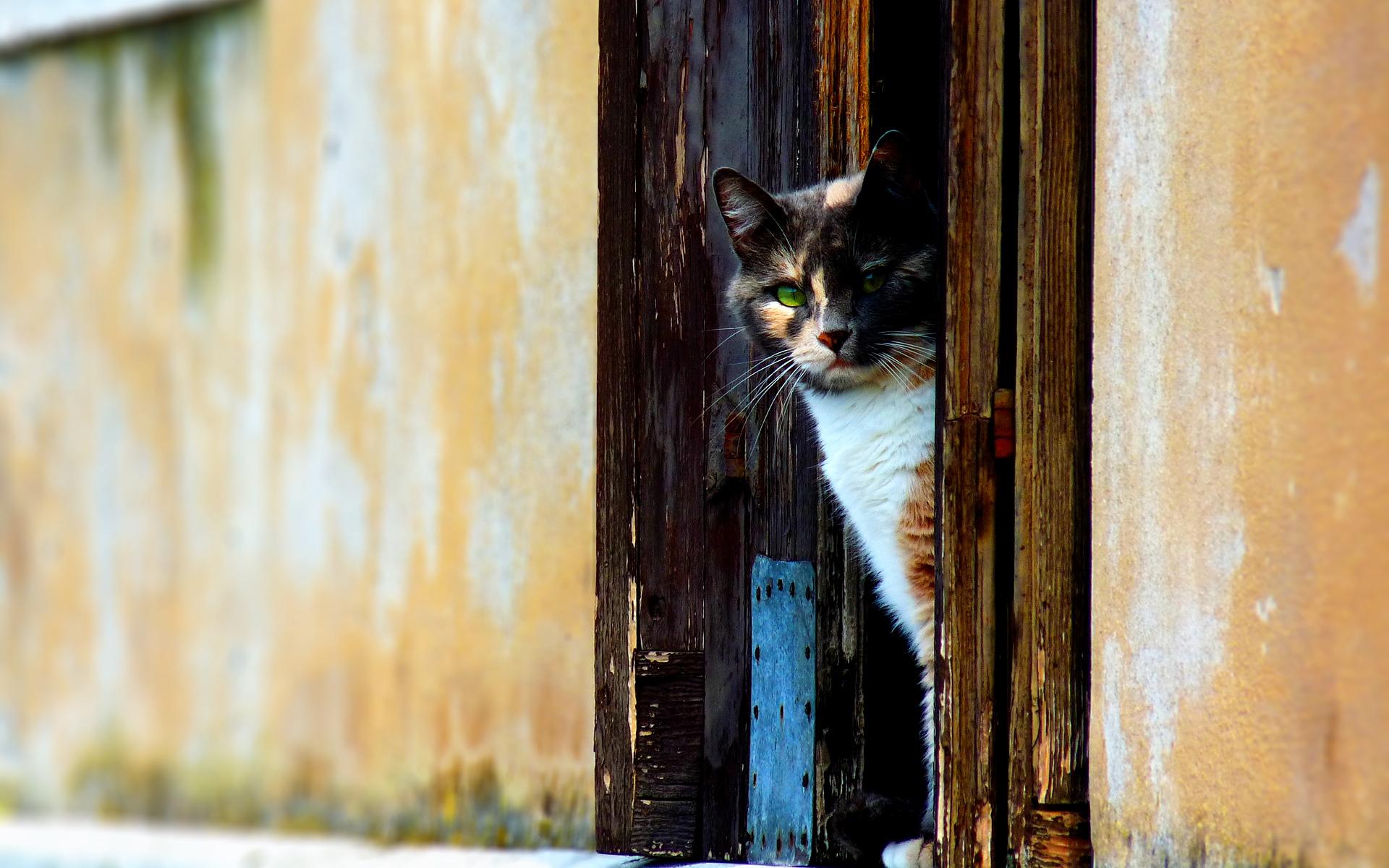 Венецианский кот в дверном проеме 1920x1200