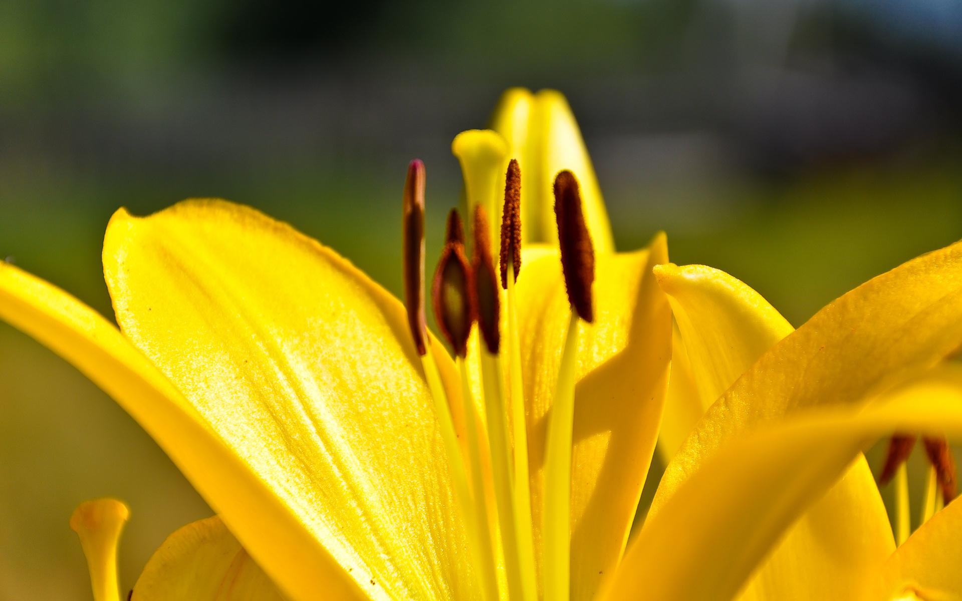Лилия, цветы, лепесточки, жёлтый 1920x1200